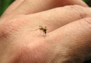 Alerta vacaciones en el Caribe: llegó la fiebre Chikungunya a América