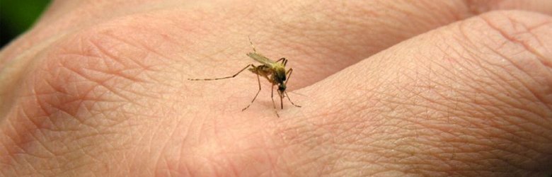 Alerta vacaciones en el Caribe: llegó la fiebre Chikungunya a América