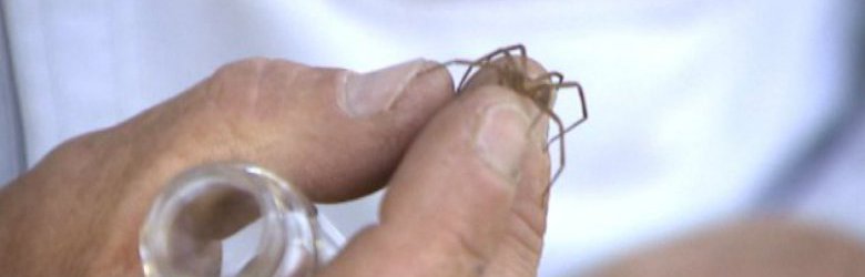 La araña de rincón: un peligroso enemigo en nuestras casas