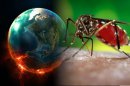 El calentamiento global y su incidencia en la reproducción de los mosquitos