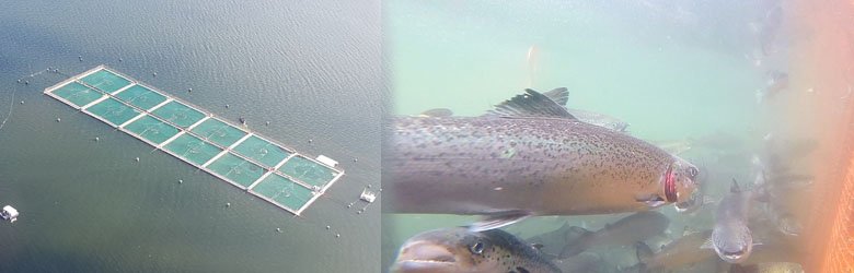Las causas y consecuencias de la crisis del salmón