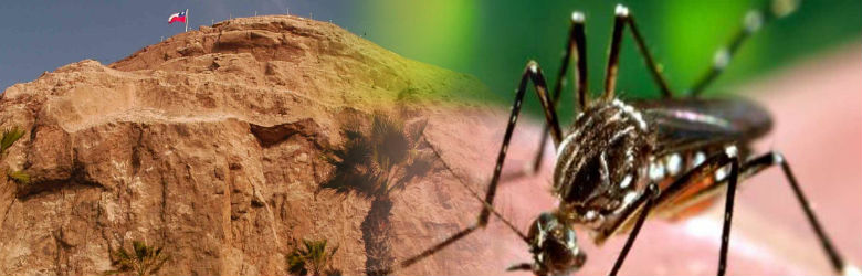 Zika: Minsal ordena revisión retrospectiva de casos clínicos sospechosos en Arica