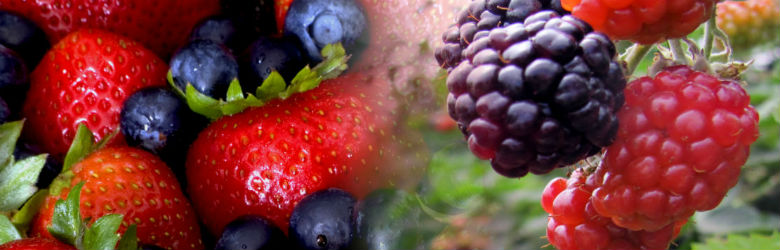 Chile activa control por norovirus en berries