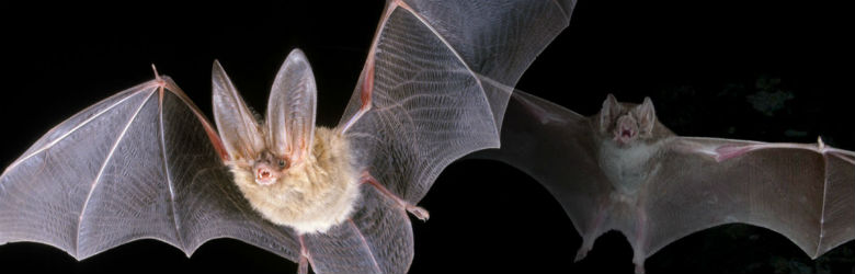 ISP informa procedimiento ante aparición de murciélagos en hogares