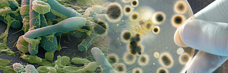 Infecciones por bacterias: sepa cómo evitarlas y su tratamiento