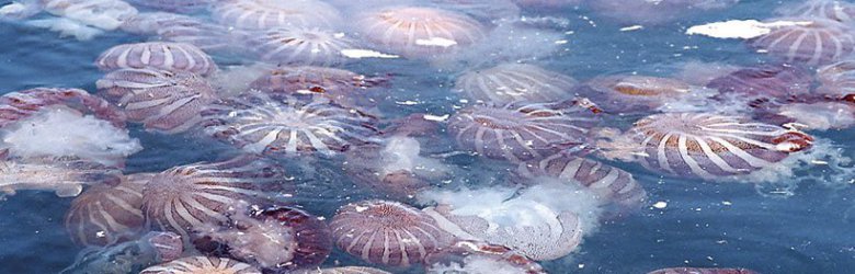Los riesgos de las medusas: ¿Qué hacer si una lo pica?