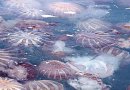 Los riesgos de las medusas: ¿Qué hacer si una lo pica?