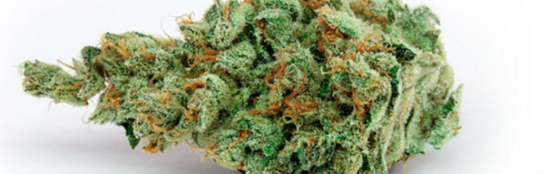 ISP alerta sobre riesgo de consumir planta de cannabis para uso medicinal