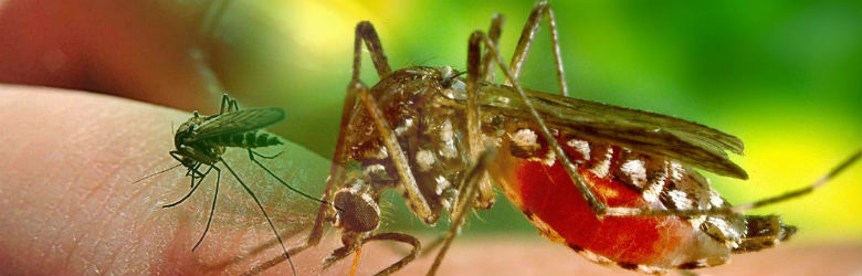Reaparece el insecto transmisor del Dengue y Zika en el norte del país