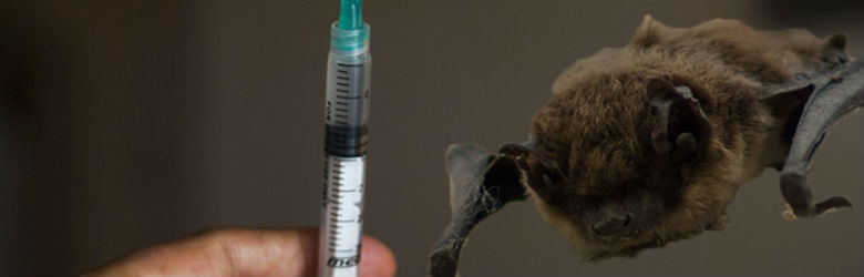 El riesgo de contagio con rabia por murciélagos o animales exóticos