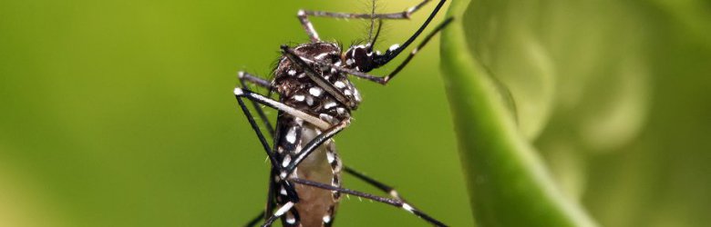 Conozca los riesgos del mosquito Aedes