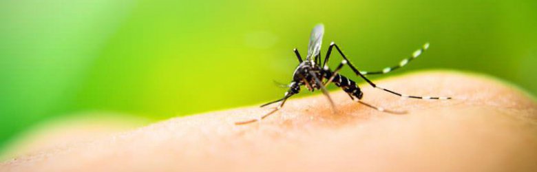 Decretan alerta en Tarapacá por presencia de mosquito que transmite la fiebre amarilla