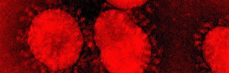 Coronavirus: Qué es, cómo muta y cómo traspasó de animal a humano