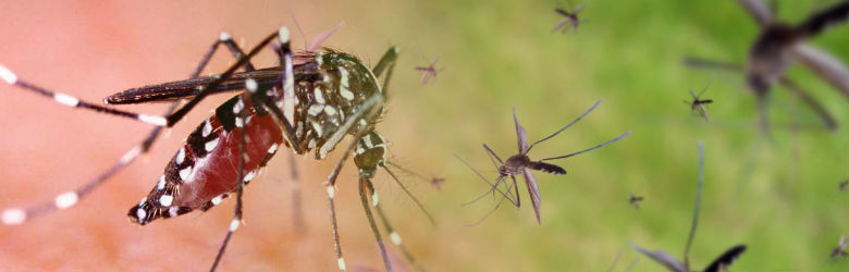 OPS: Casos de dengue en América superaron los tres millones en 2019