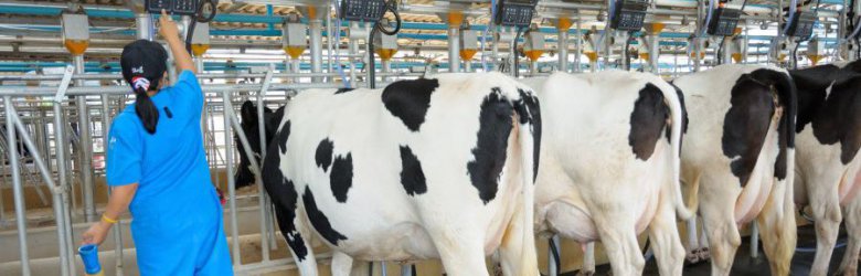 Académicos proponen medidas para mejorar trazabilidad de antibióticos en la leche